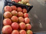 TOMATO - фото 3
