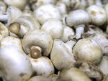 Mushrooms - photo 1