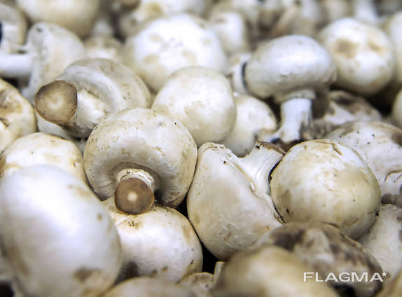 Mushrooms