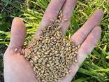 Wheat Grain - photo 1
