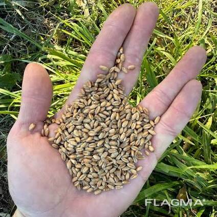 Wheat Grain