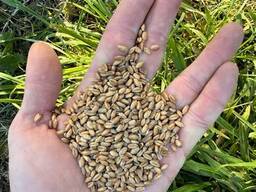 Wheat Grain