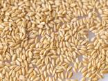 Wheat Grain - фото 3