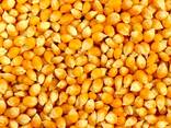 Yellow Corn - фото 1