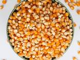 Yellow Corn - фото 2