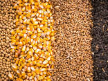 Зерно - пшеница, кукуруза, ячмень, просо, овес, рожь | Grain - photo 1