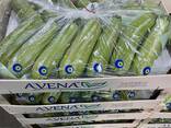 ZUCCHINI - фото 3